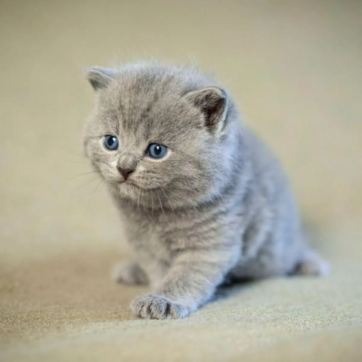 Adorables gatitos British Shorthair buscan hogares amorosos