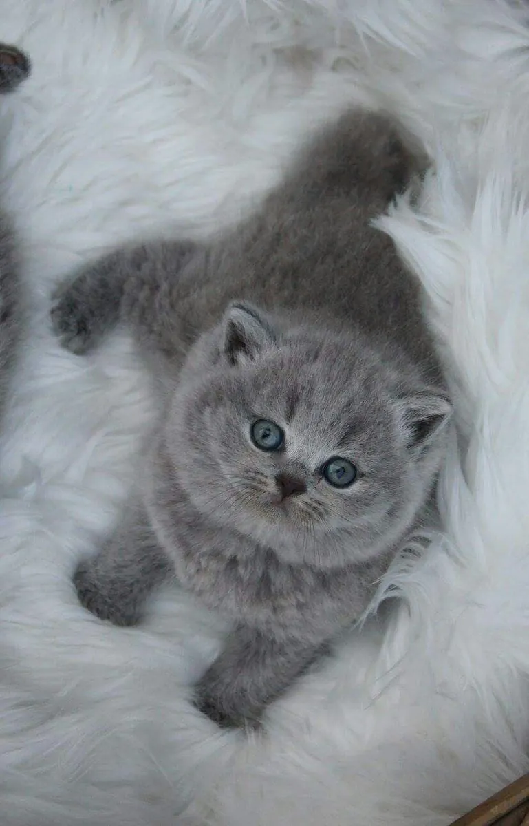 Adorables gatitos British Shorthair buscan hogares amorosos