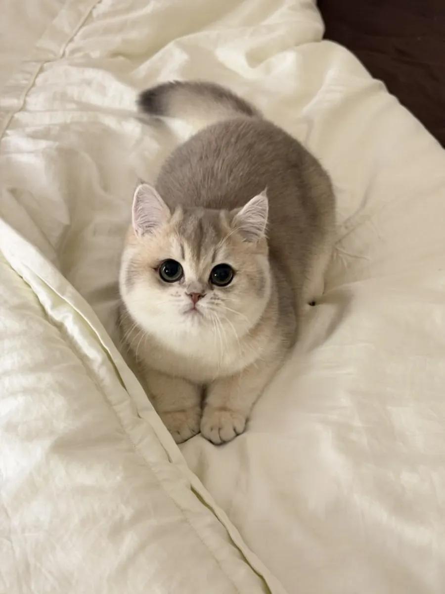Adorables gatitos British Shorthair buscan hogares amorosos