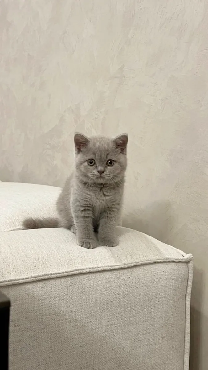 Jolis chatons British Shorthair cherchent un foyer aimant