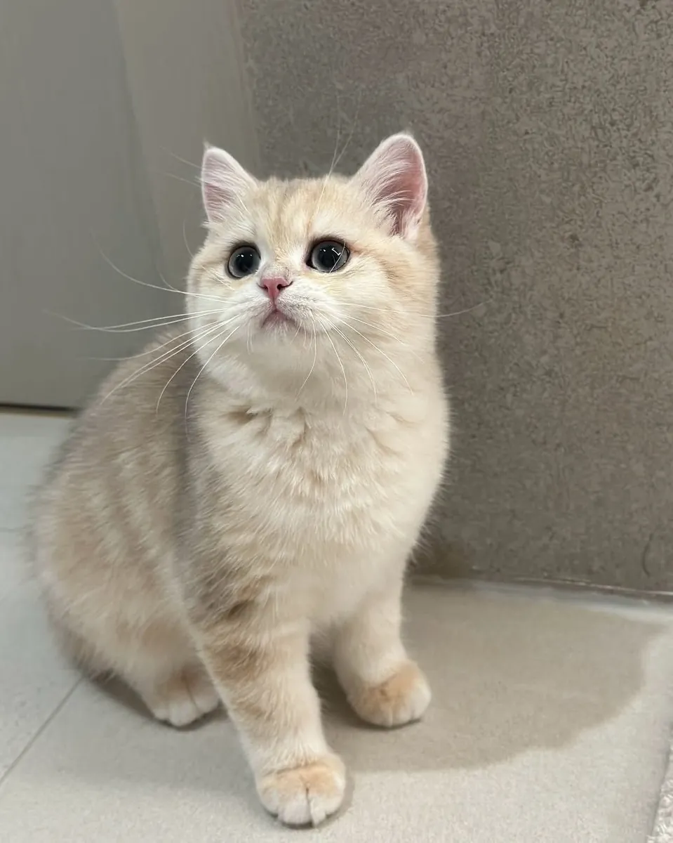Jolis chatons British Shorthair cherchent un foyer aimant