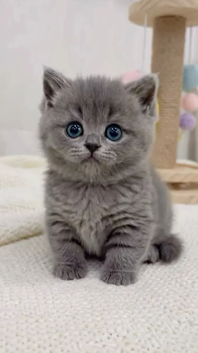 Jolis chatons British Shorthair cherchent un foyer aimant