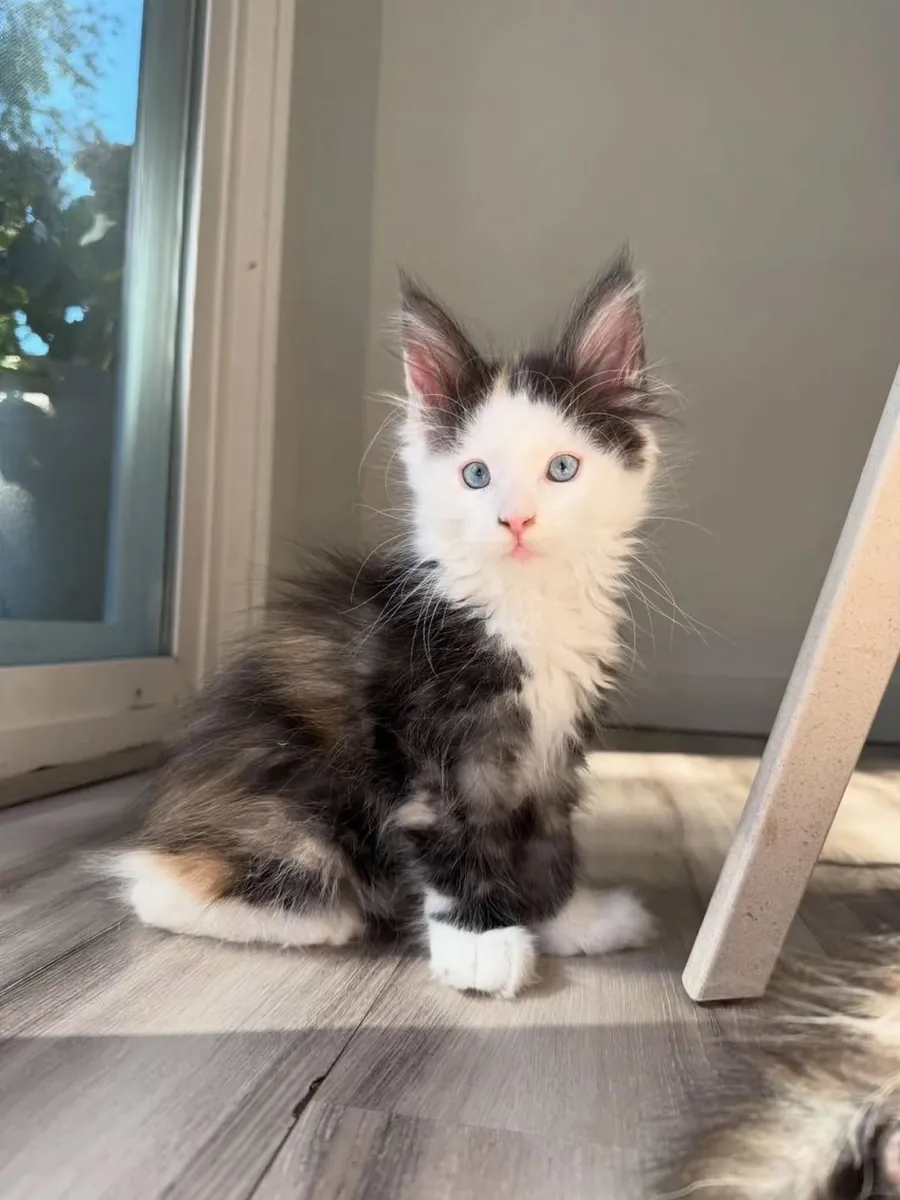 可爱的缅因猫小猫寻找一个充满爱的家