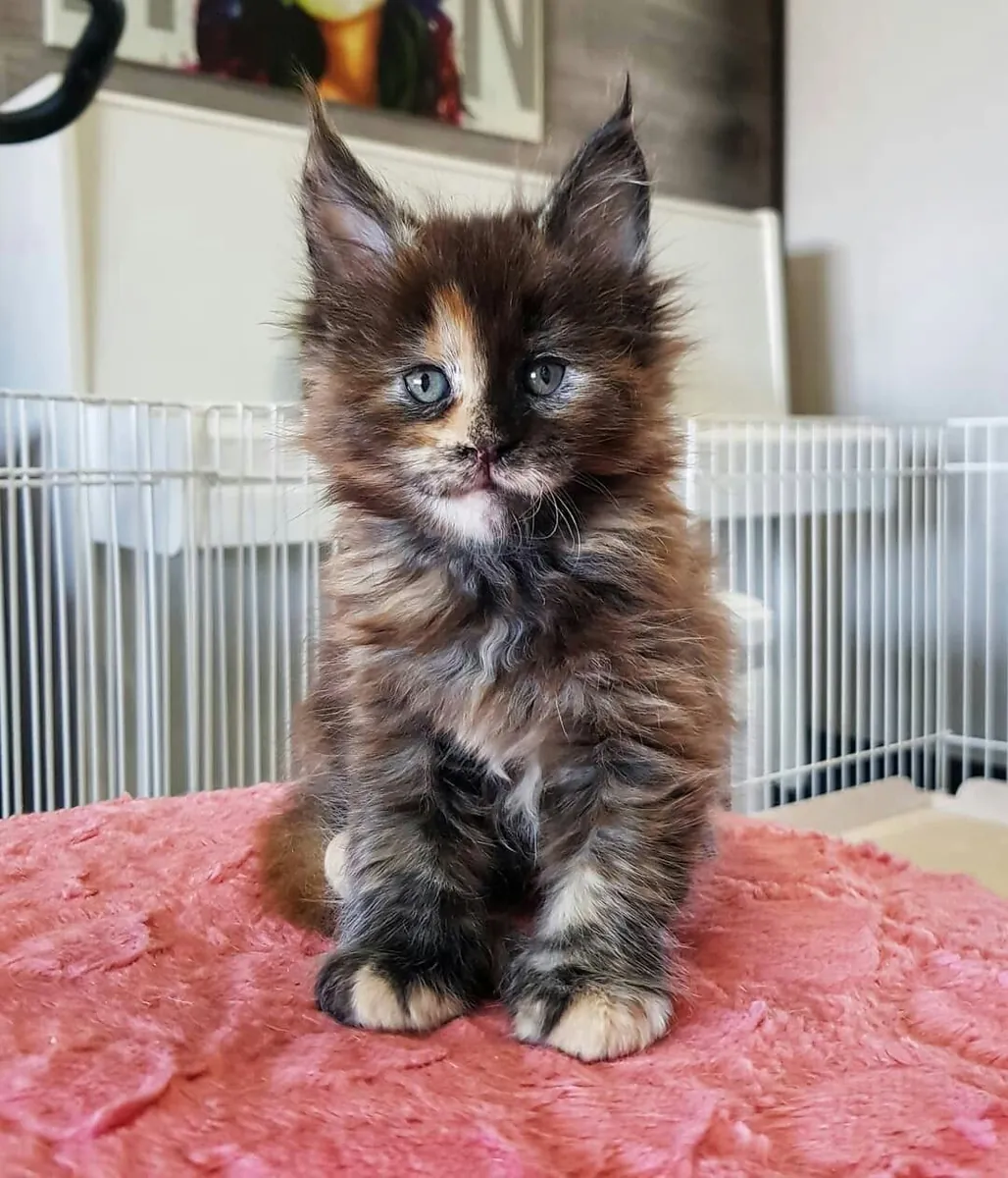 可爱的缅因猫小猫寻找一个充满爱的家