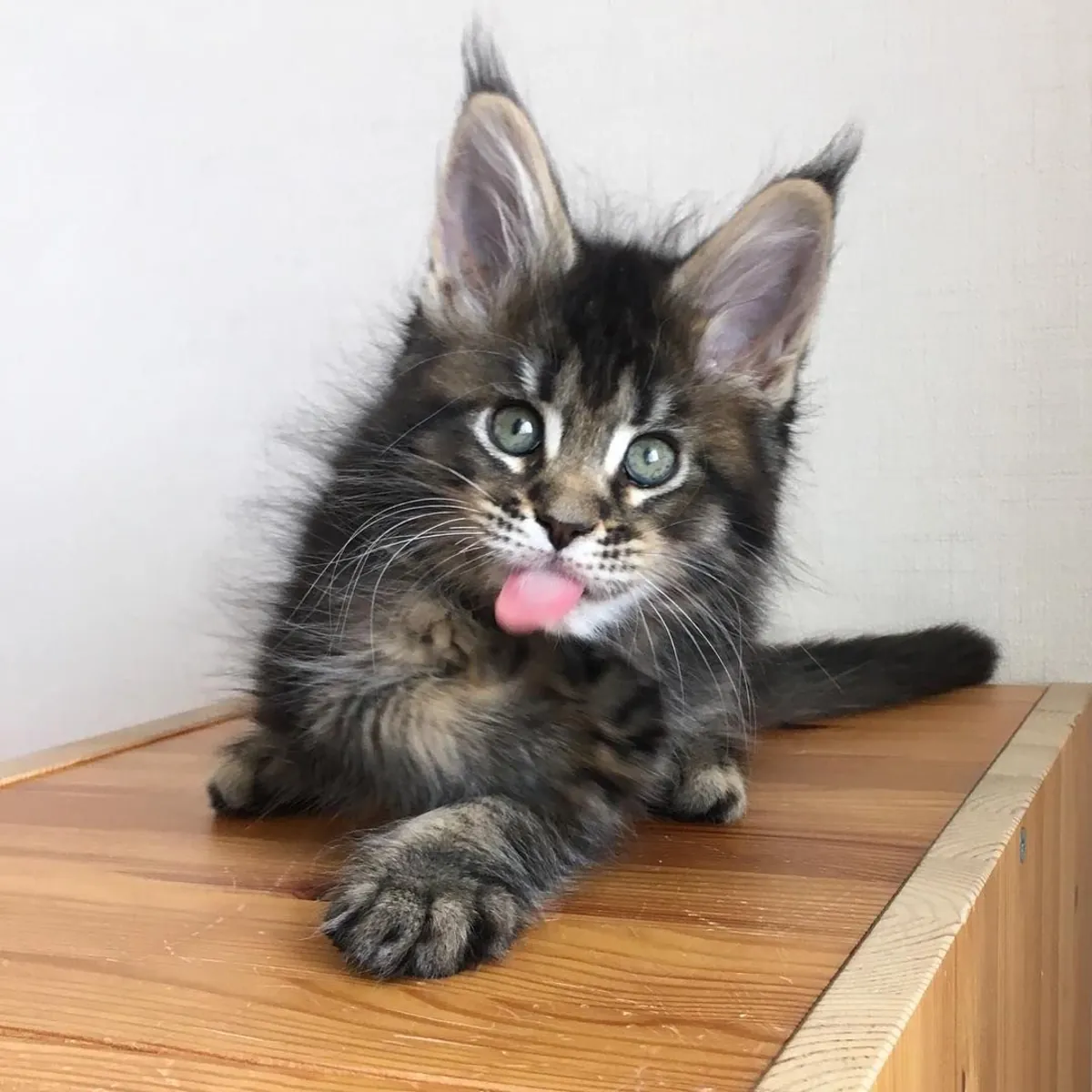 可爱的缅因猫小猫寻找一个充满爱的家