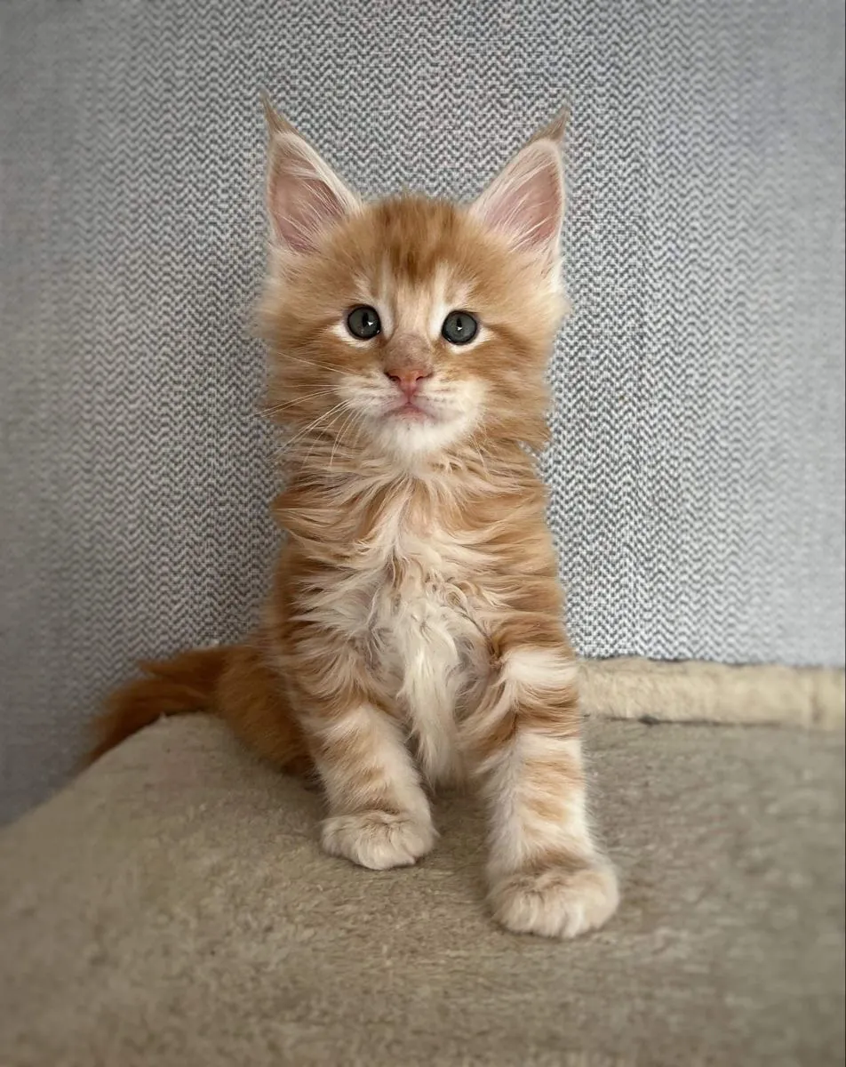 可爱的缅因猫小猫寻找一个充满爱的家