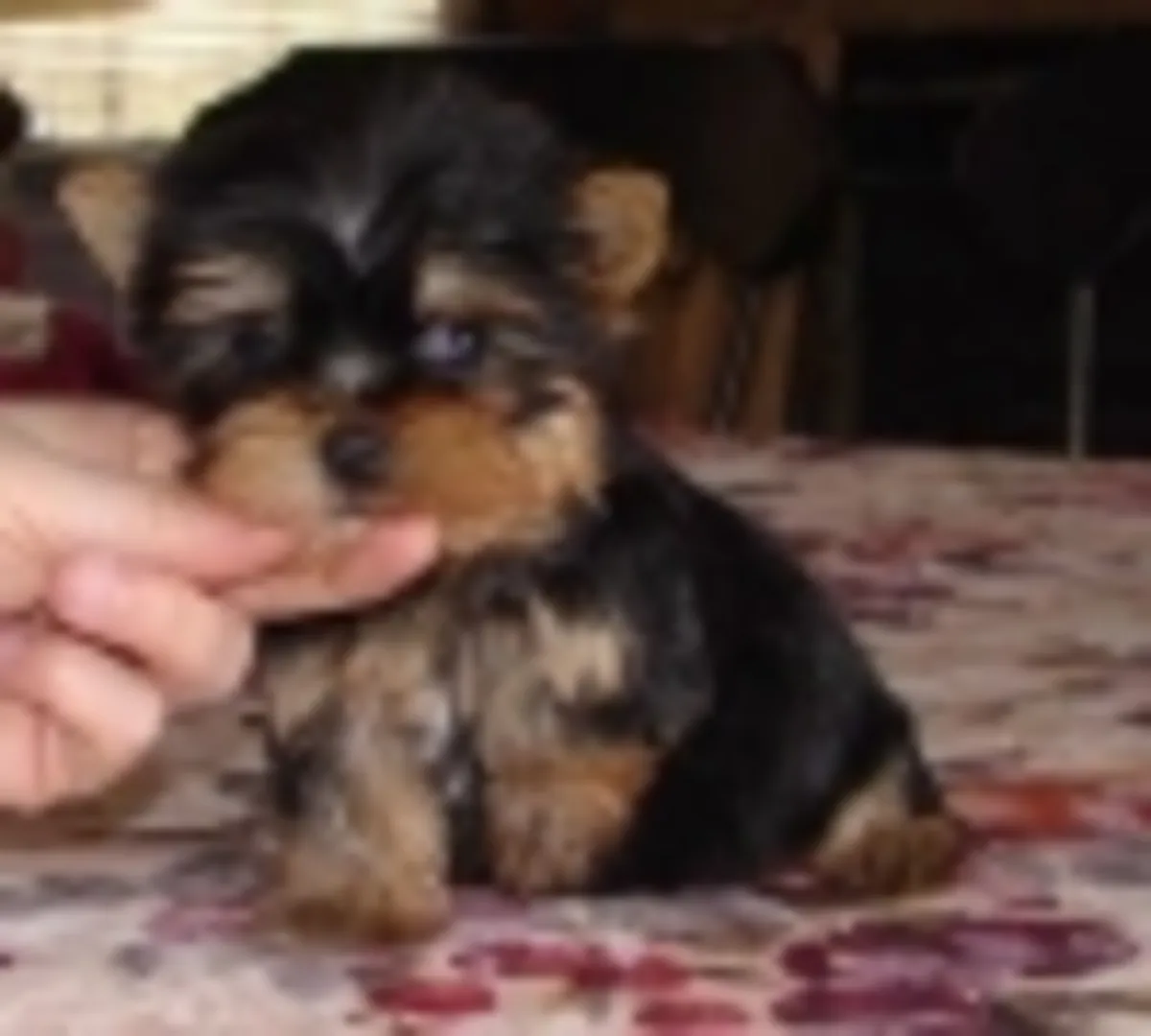 Chiots Yorkshire Terrier en bonne santé à adopter
