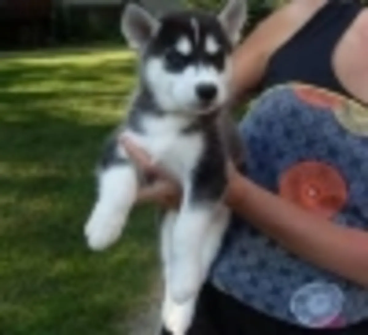 Adorables chiots husky sibérien à adopter
