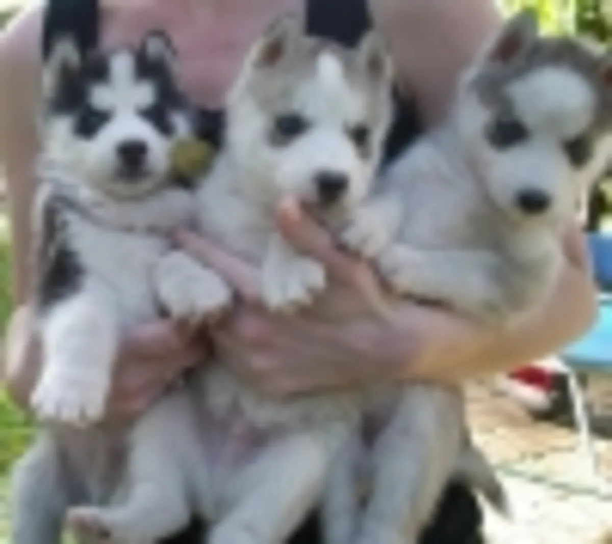 可供领养的美丽西伯利亚哈士奇幼犬