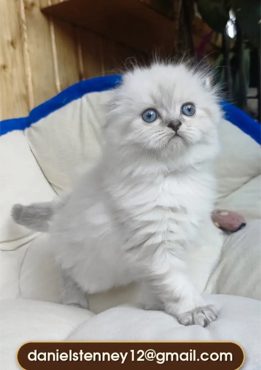 Scottish Fold Longhair Kitten