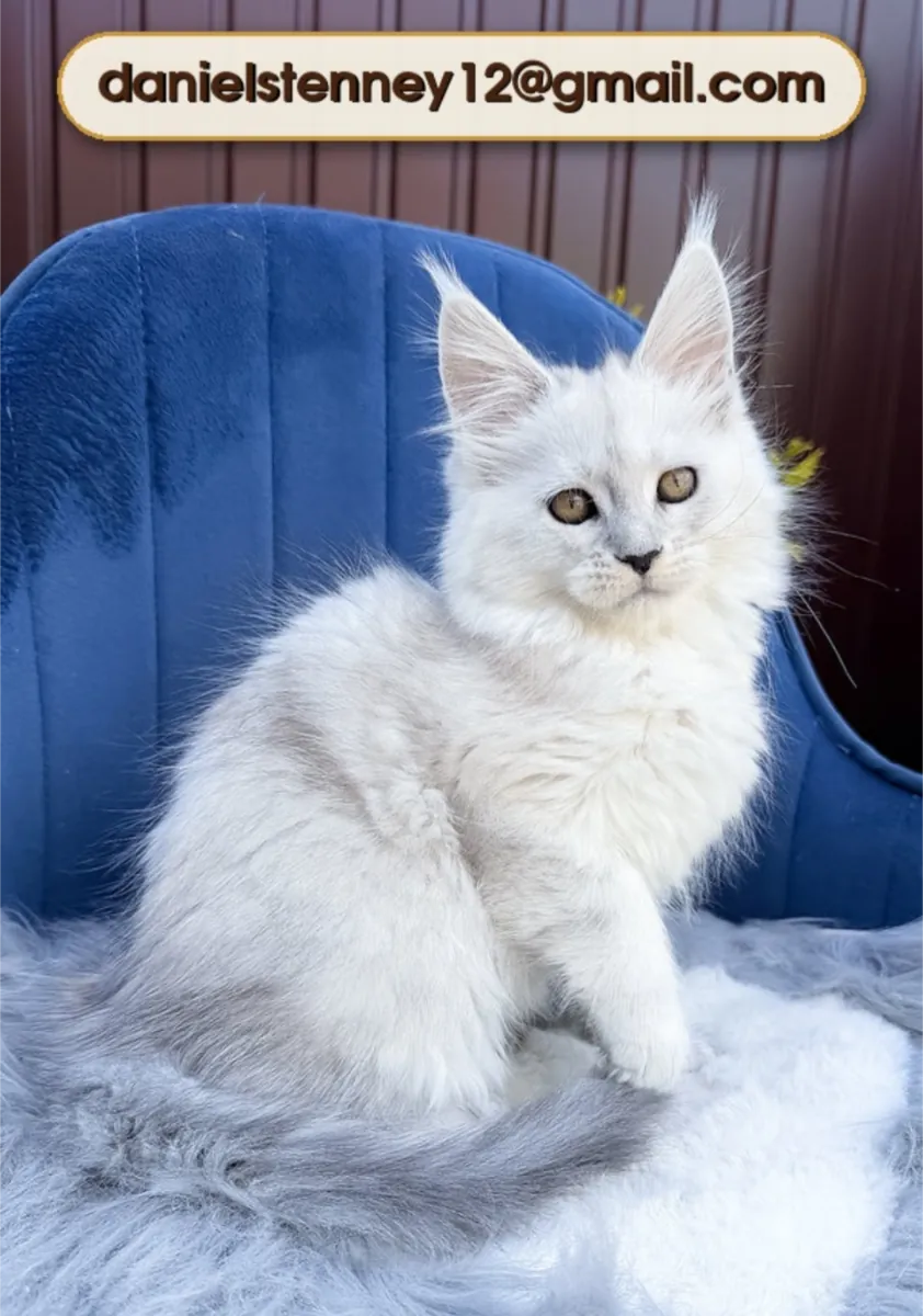 Maine Coon Kitten