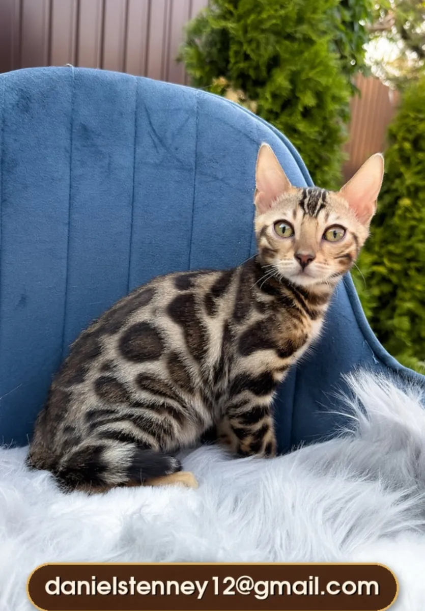 Handsome Bengal Kittens