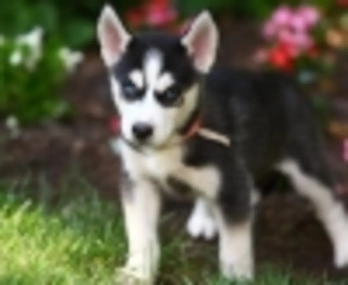 优质西伯利亚哈士奇幼犬待领养
