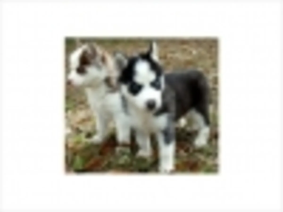Cachorros de husky siberiano lindos y adorables en adopción