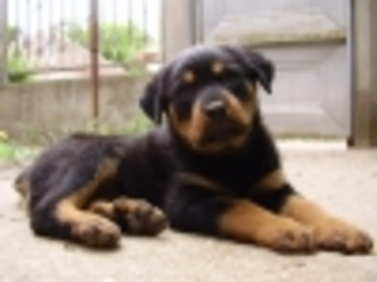 Chiots Rottweiler à l'Adoption