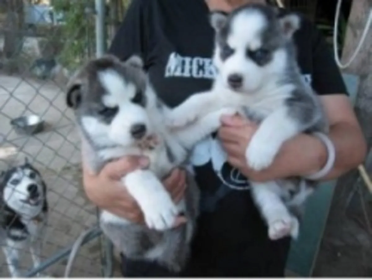 西伯利亚哈士奇幼犬（公犬和母犬）