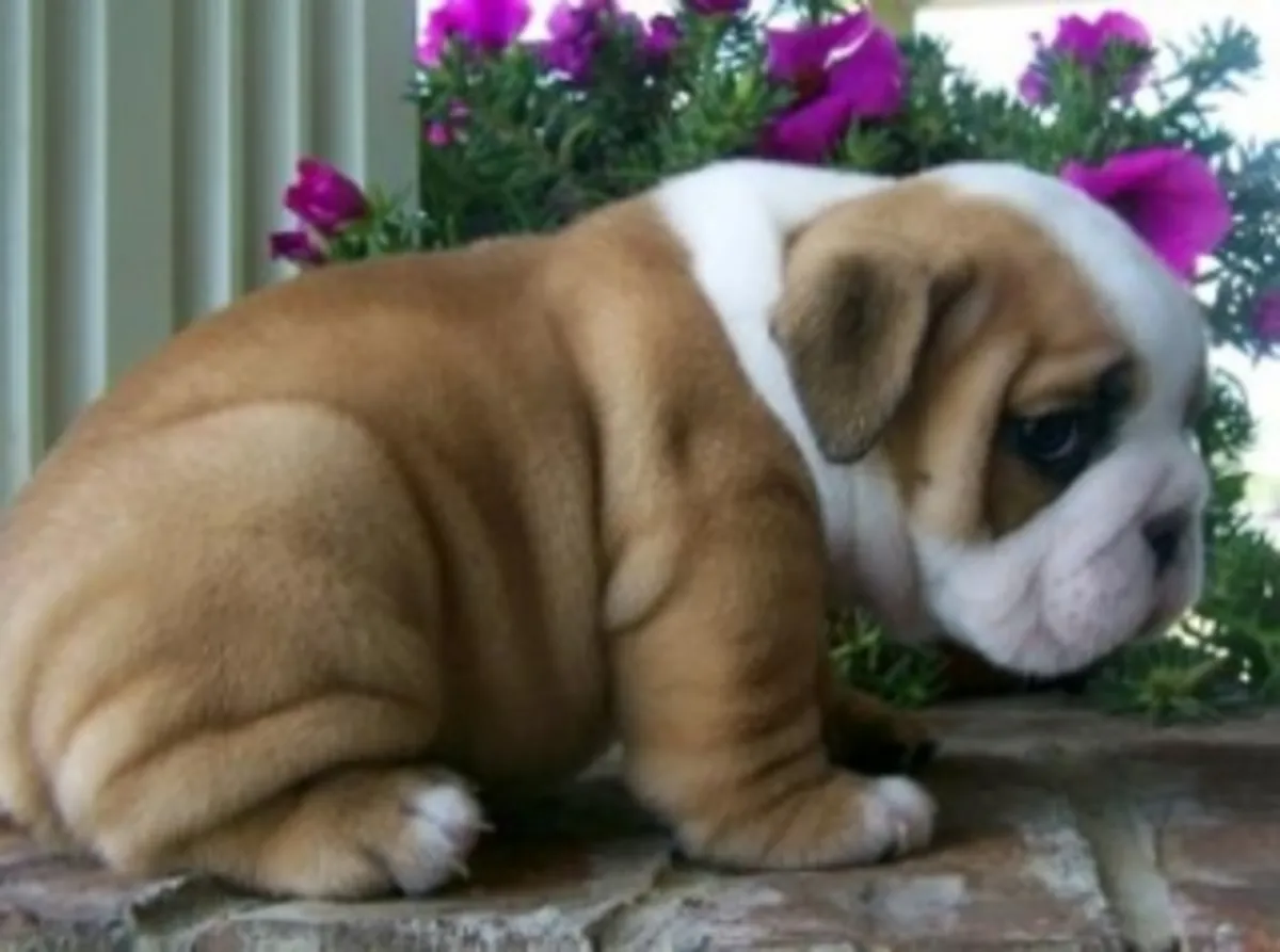 Preciosos cachorros de Bulldog Inglés en adopción