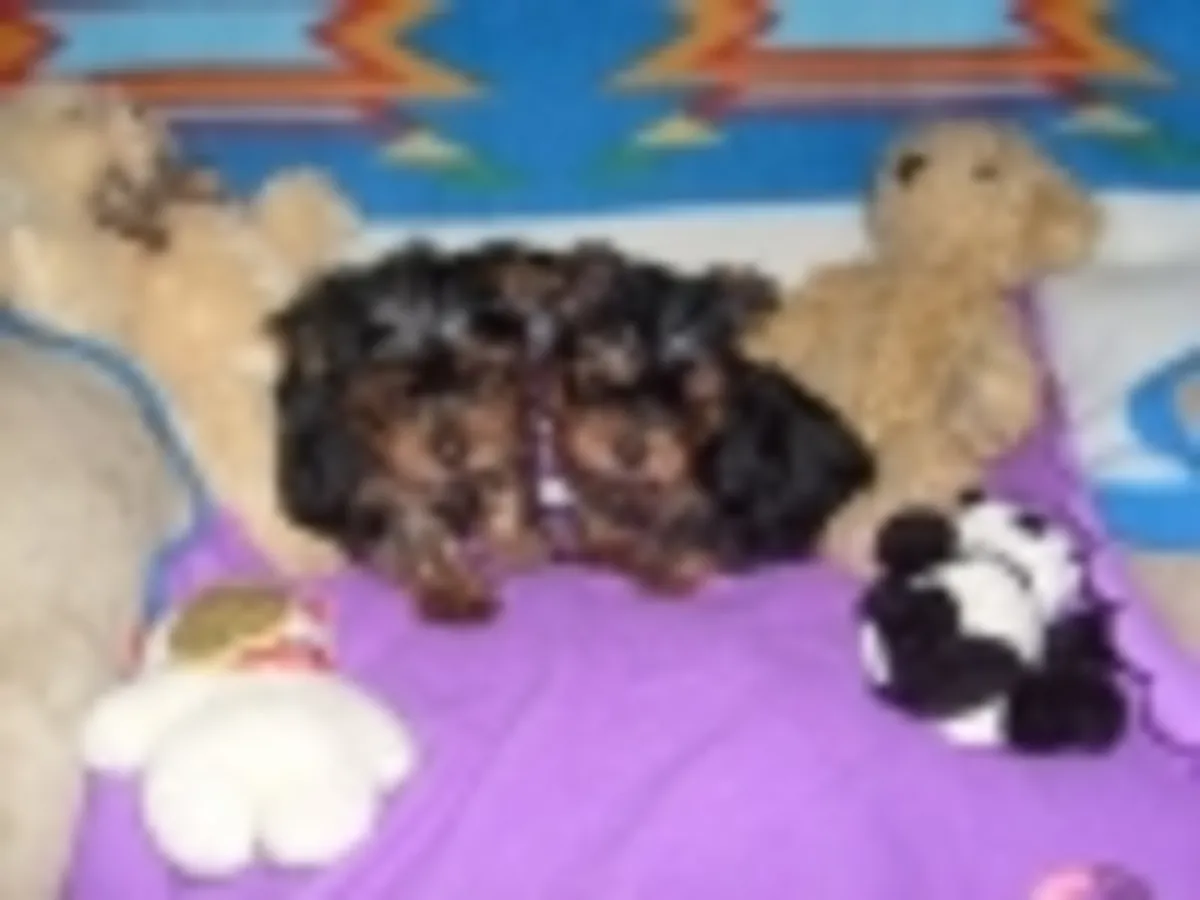 ???Superbes chiots Yorkshire type "Tea Cup" (mâles et femelles)???