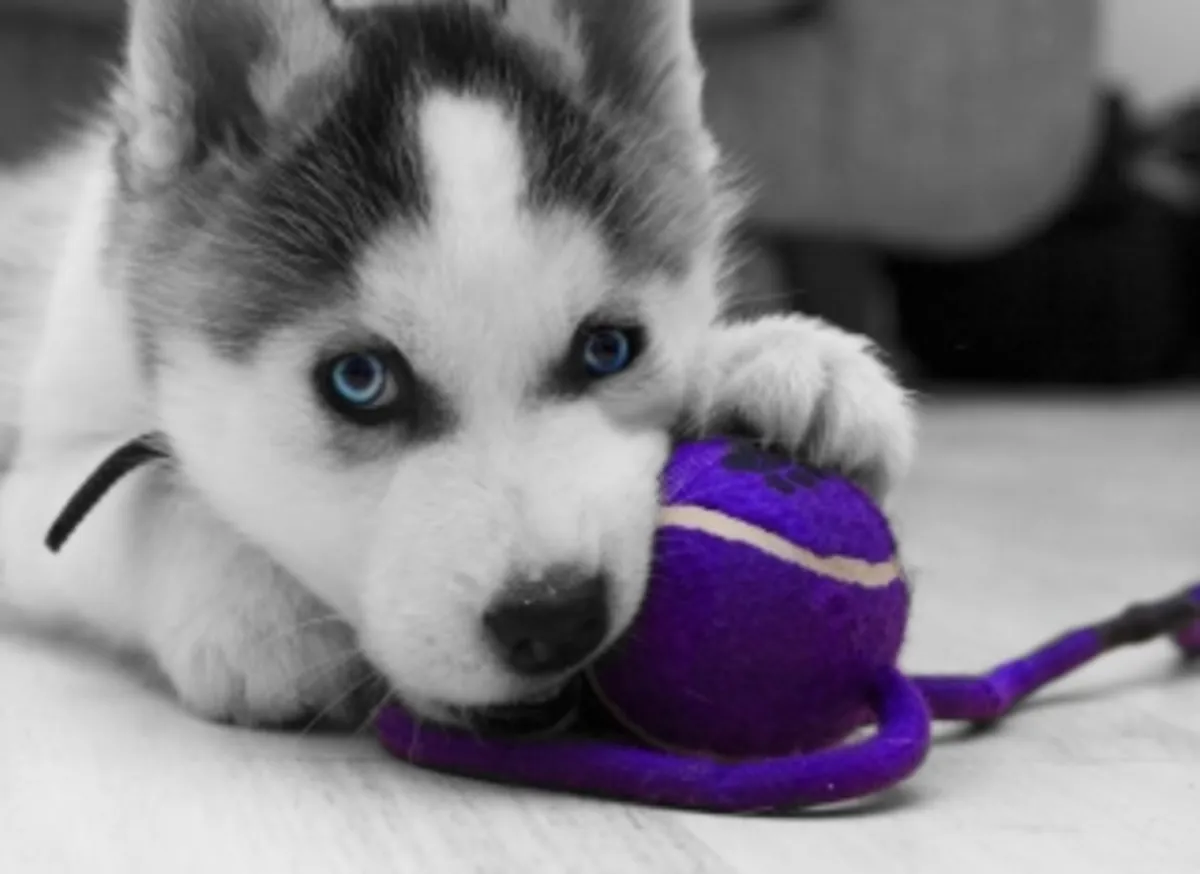 Cachorros de Husky Siberiano en adopción