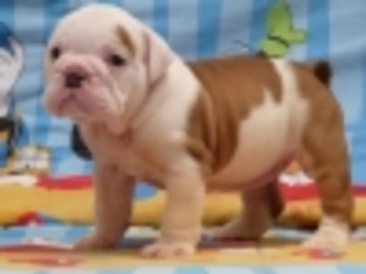 英斗幼犬寻找一个温暖和充满爱的家。