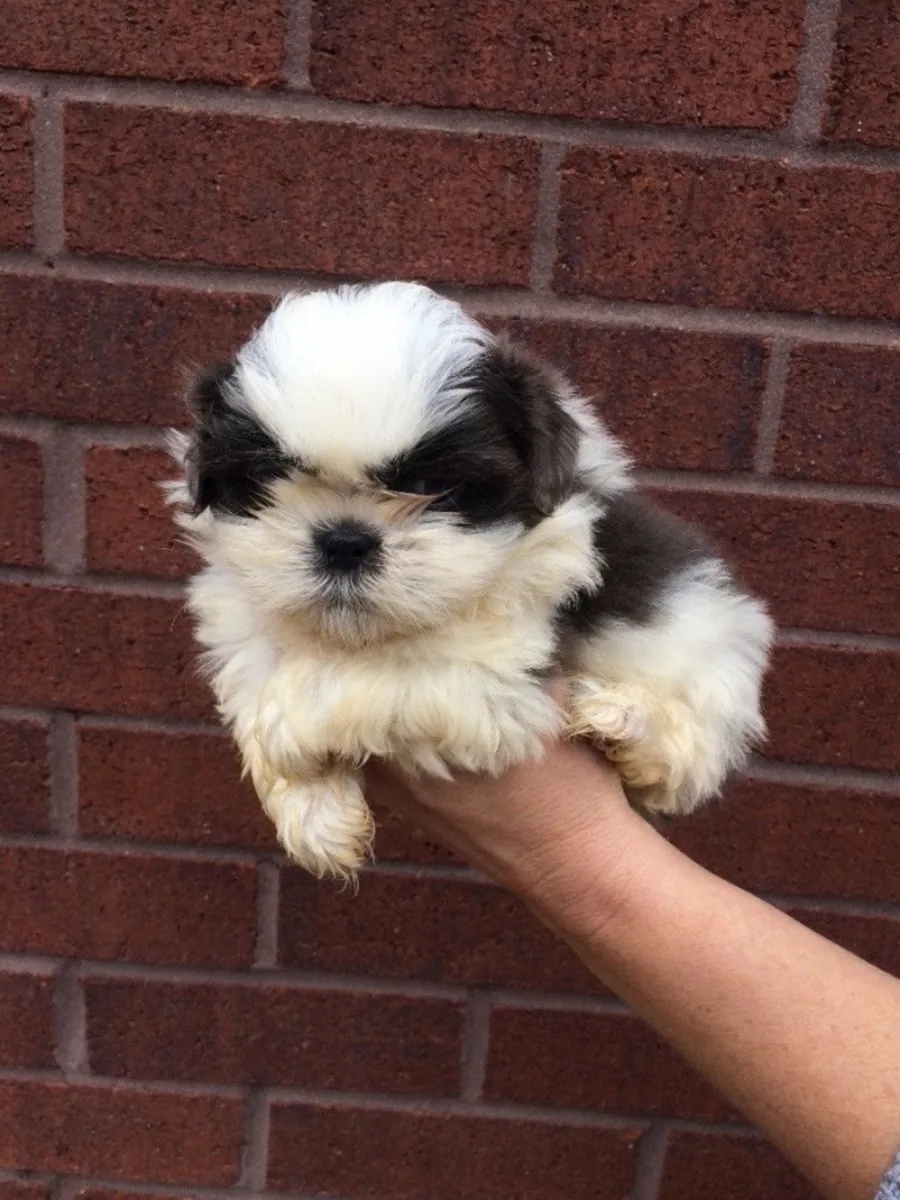 Adorables chiots Shih Tzu (mâle et femelle) à adopter
