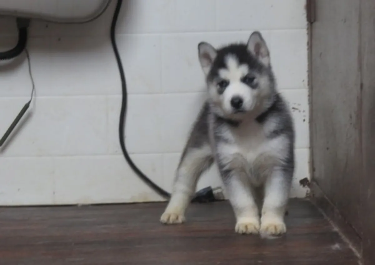 可爱的西伯利亚哈士奇幼犬待领养