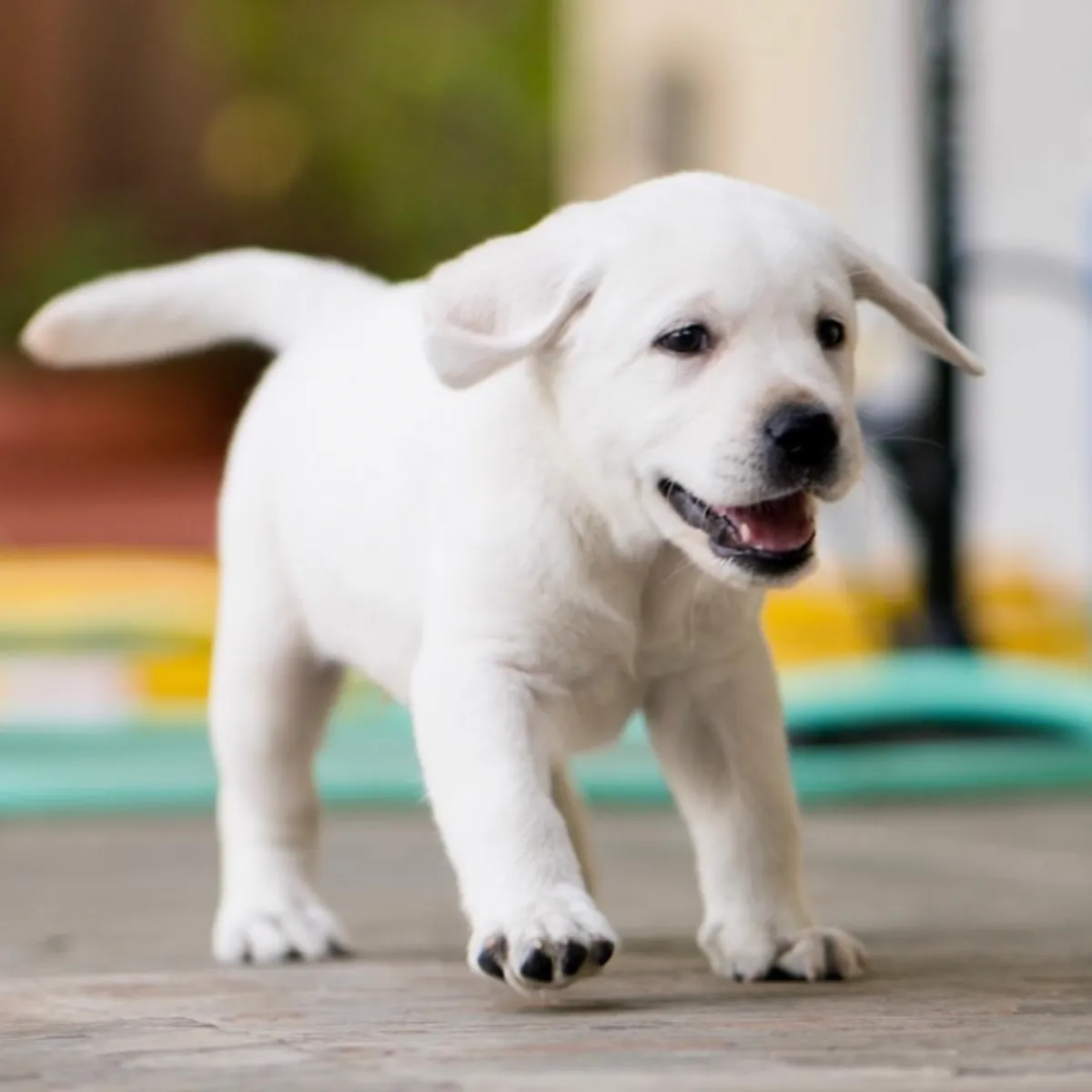 Cachorros Labrador con registro AKC en adopción