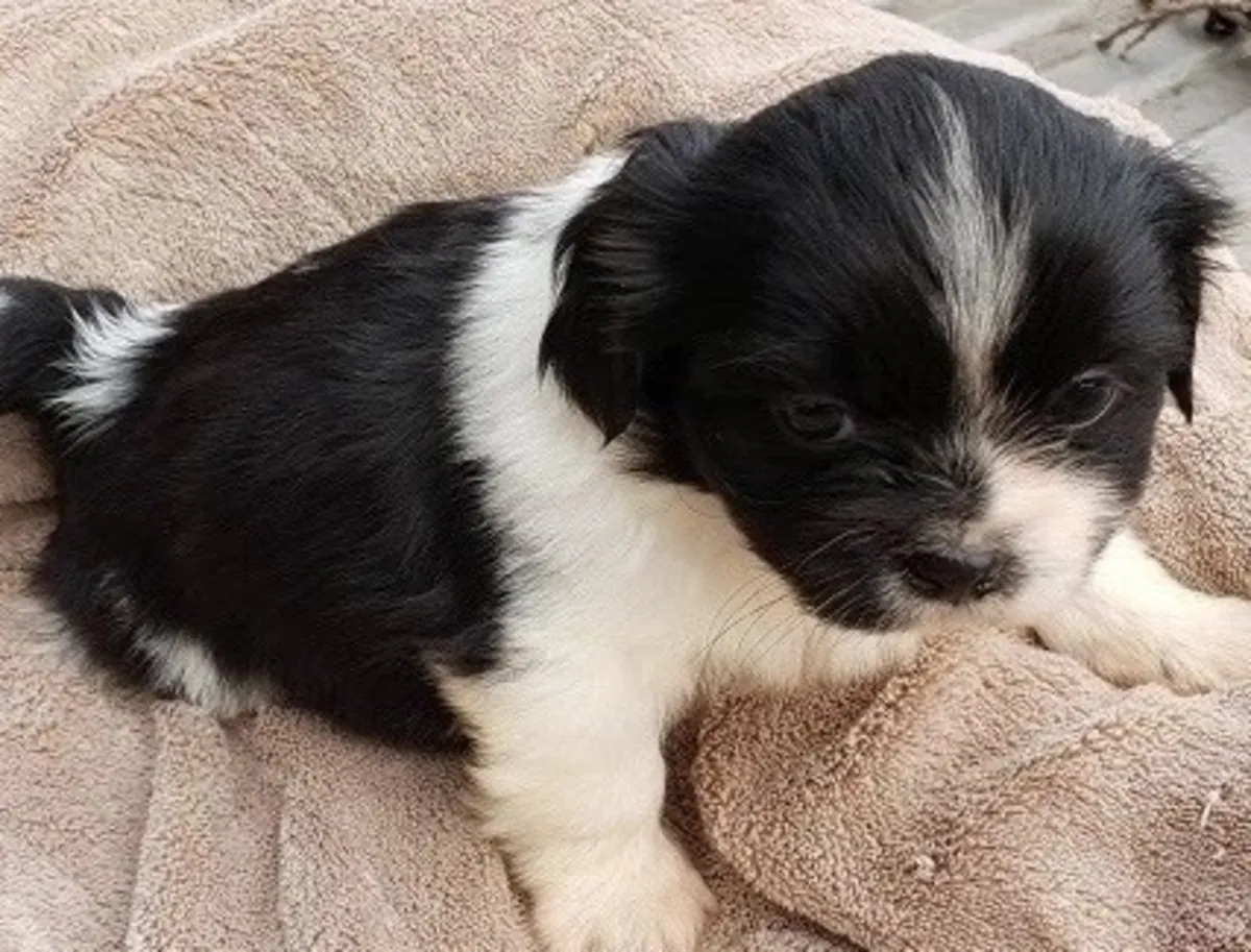 Adorable cachorros Shih Tzu en adopción