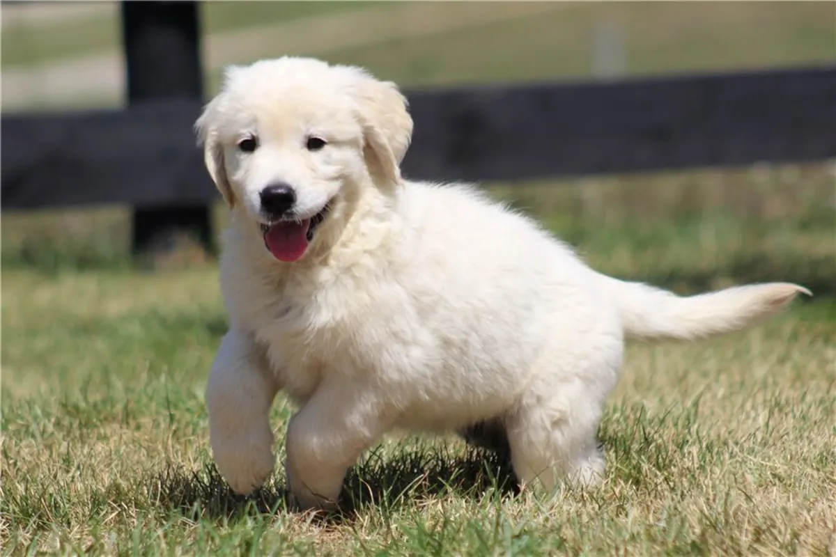 Safkan Golden Retriever Yavruları.