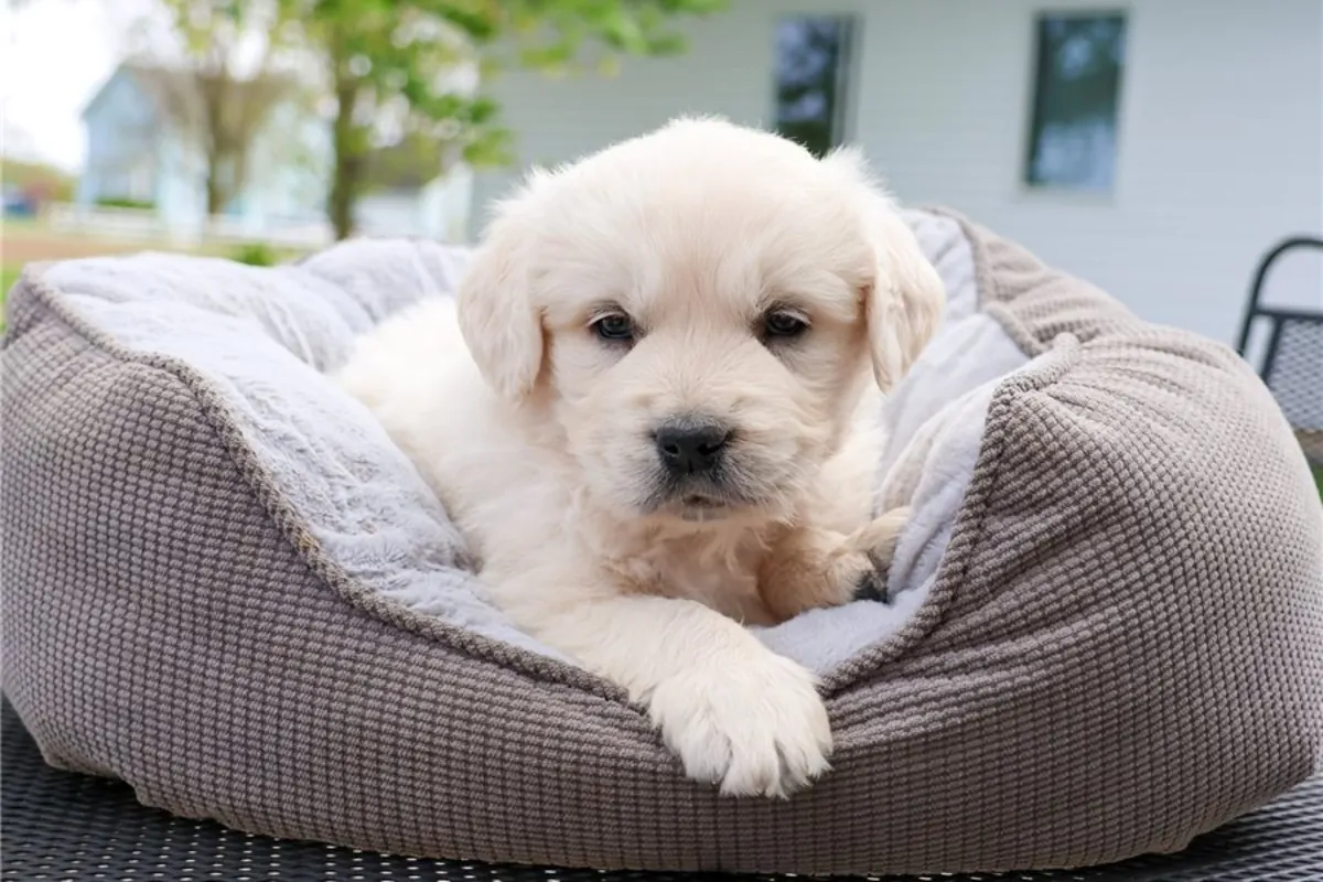 Safkan Golden Retriever Yavruları.