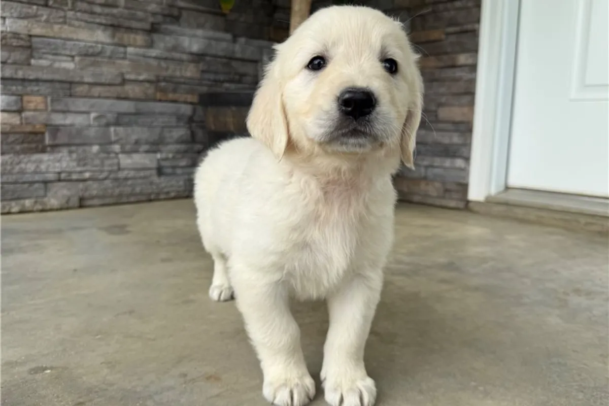 Safkan Golden Retriever Yavruları.