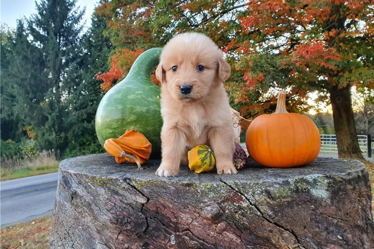 Safkan Golden Retriever Yavruları.