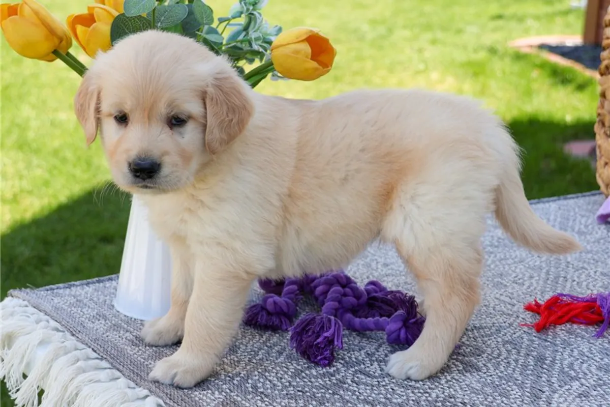 纯种金毛寻回犬幼犬，雄性和雌性。