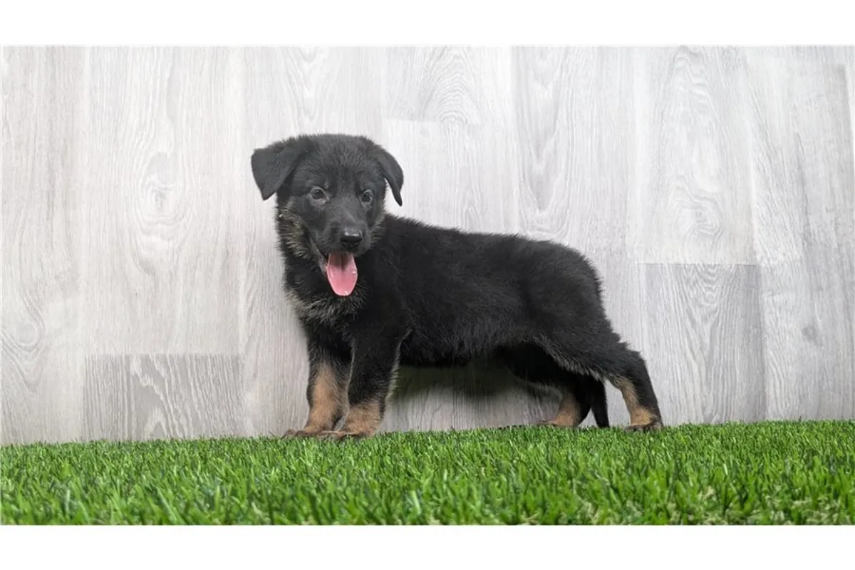 纯种德国牧羊犬幼犬