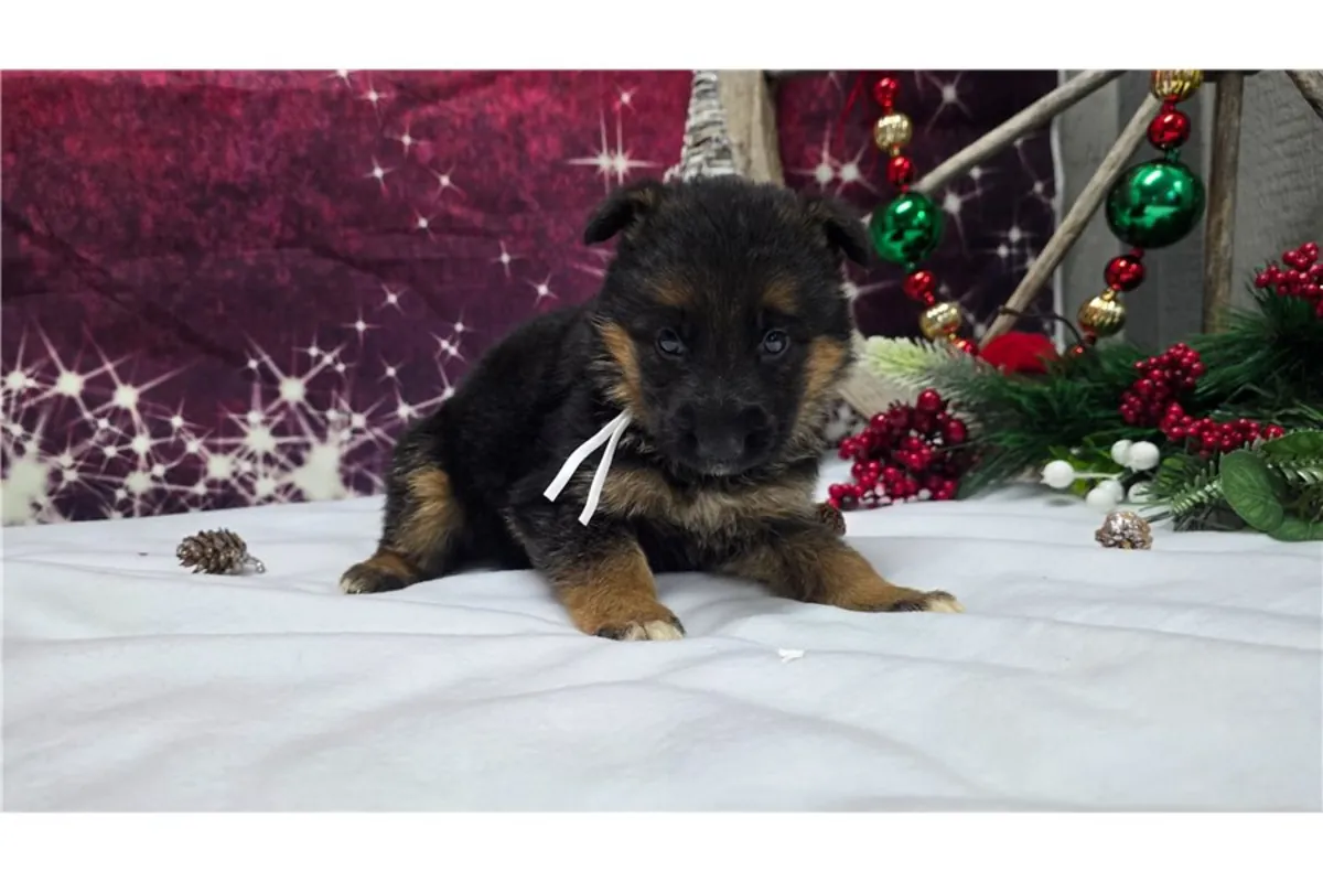 纯种德国牧羊犬幼犬