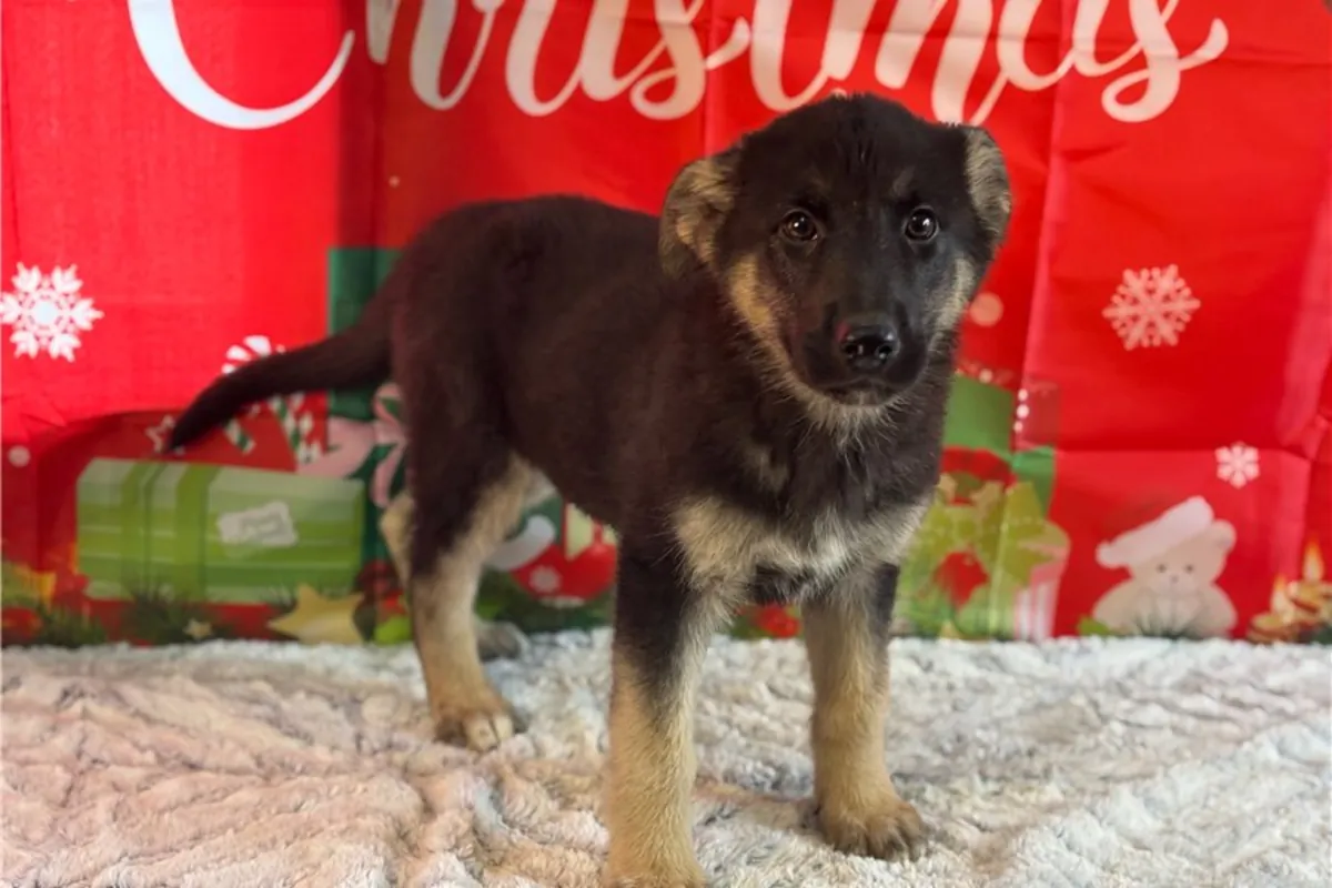 纯种德国牧羊犬幼犬
