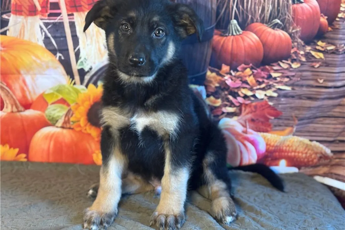纯种德国牧羊犬幼犬