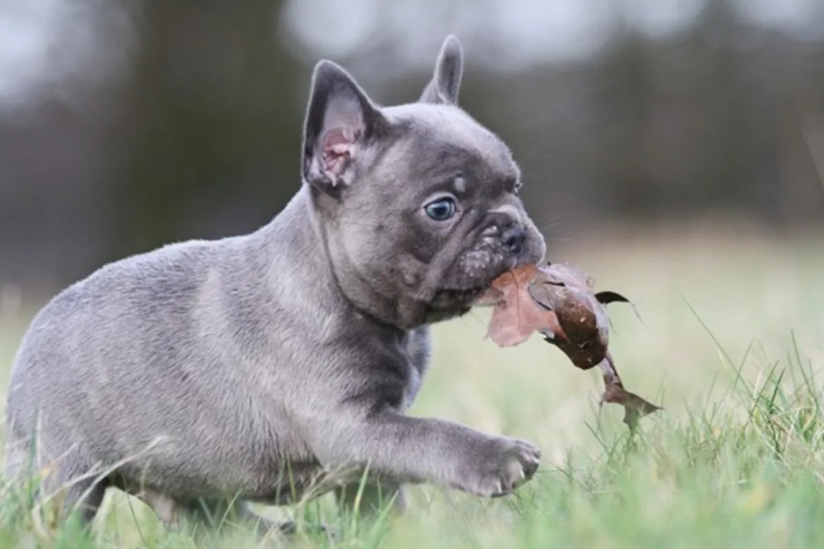 Cachorros de Bulldog Francés de pura raza.