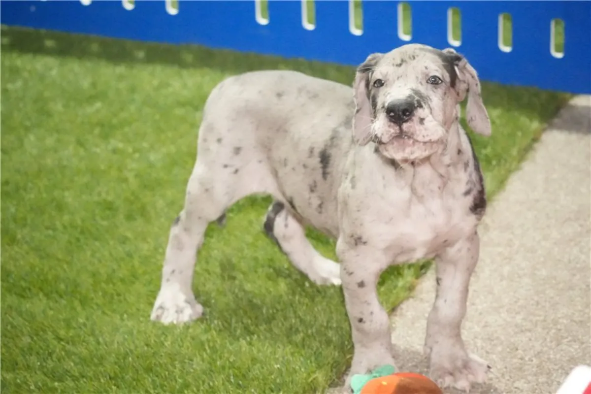 Cachorros de gran danés de pura raza.