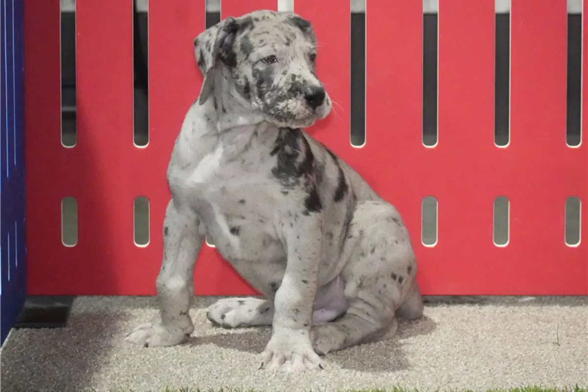 Cachorros de gran danés de pura raza masculino y femenino.