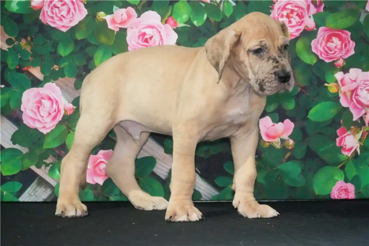Cachorros de gran danés de pura raza masculino y femenino.