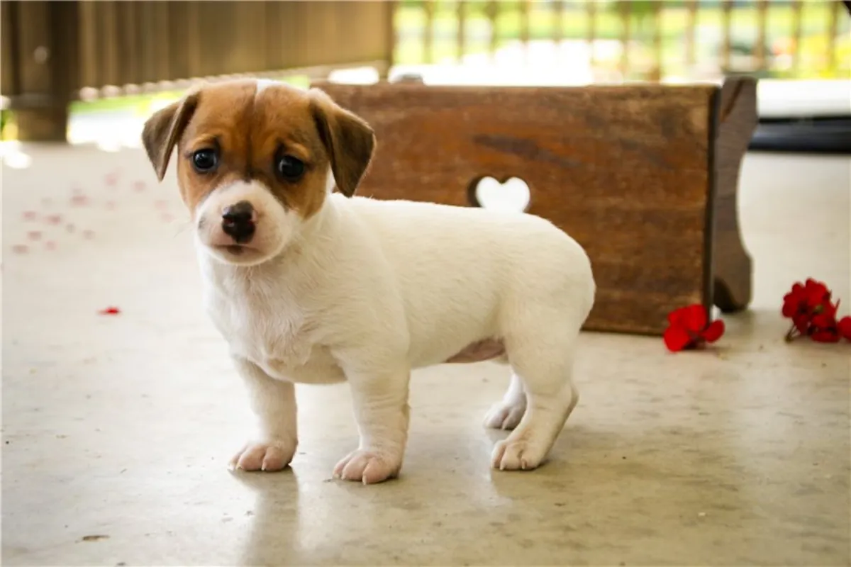 Cachorros de Jack Russell Terrier de pura raza.