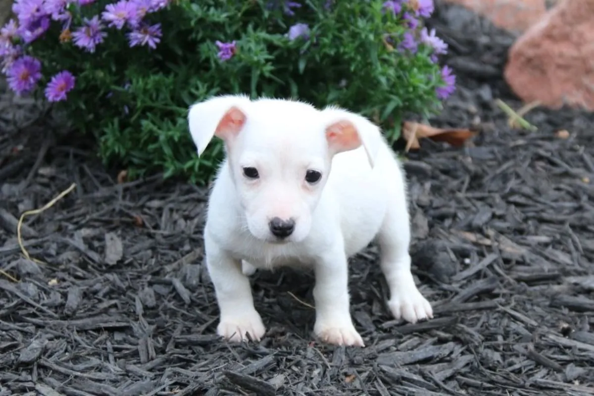 Cachorros de Jack Russell Terrier de pura raza.