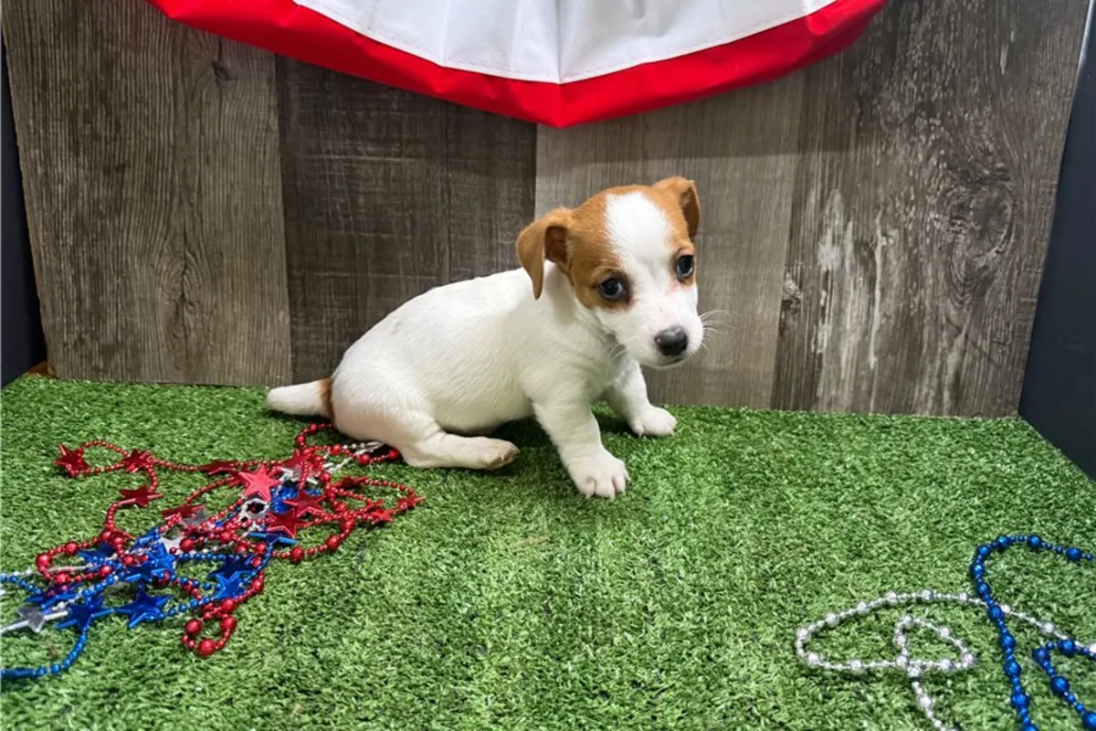 Cachorros de Jack Russell Terrier de pura raza masculino y femenino.