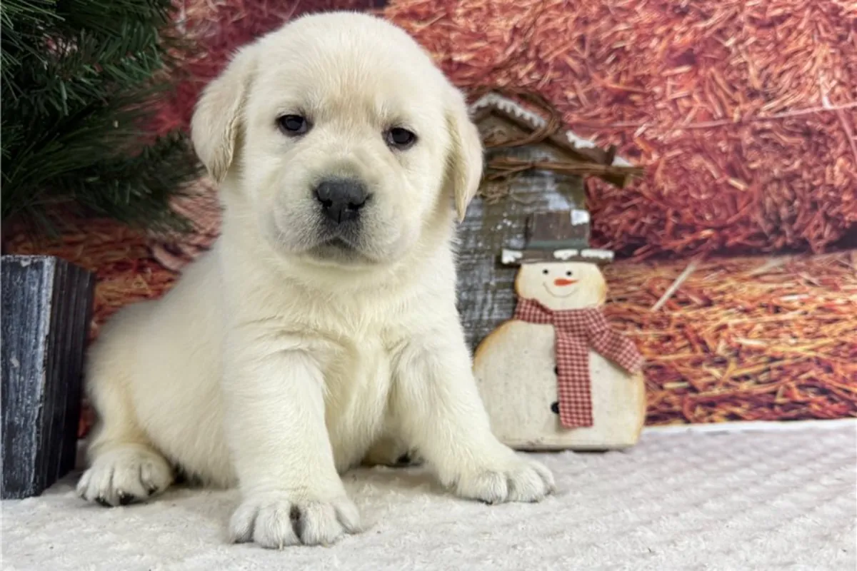 Chiots Labrador Retriever de pure race