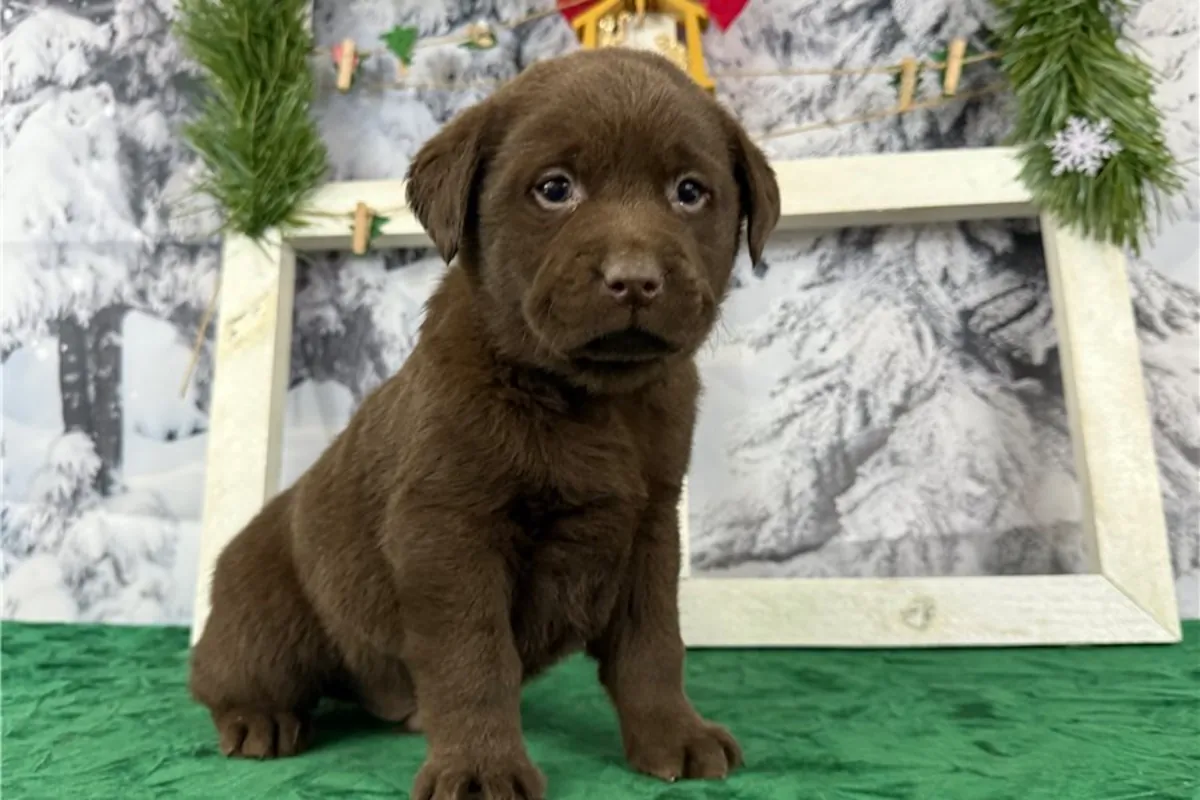 Chiots Labrador Retriever de pure race