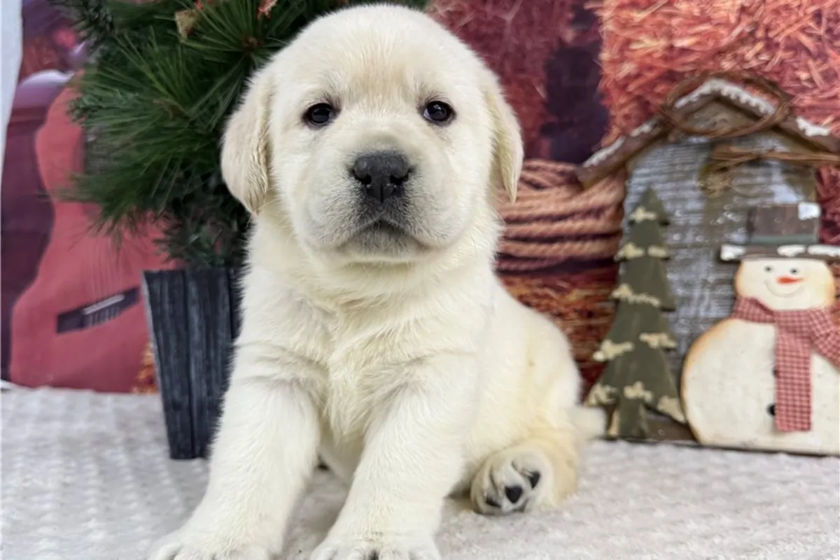 Chiots Labrador Retriever de pure race
