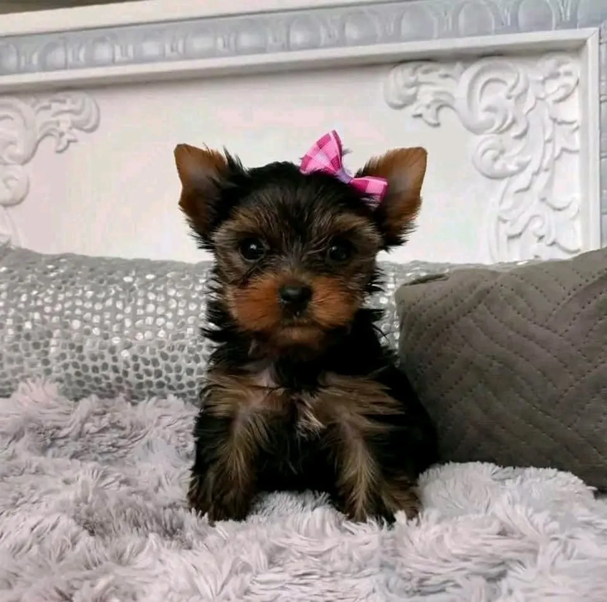 Yorkie-Welpen suchen ein Zuhause