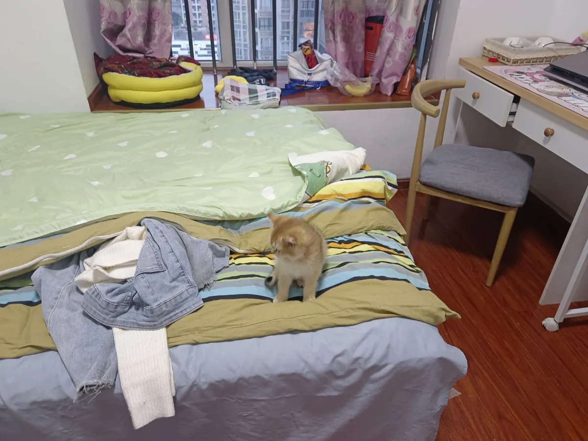 为猫咪找一个新家