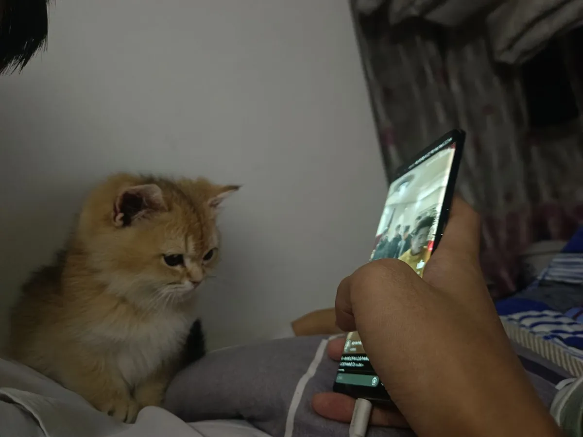 为猫咪找一个新家